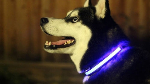 Collar luminoso LED para perros